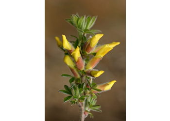 Behaarter Zwergginster (Chamaecytisus hirsutus) - © Emanuel Trummer